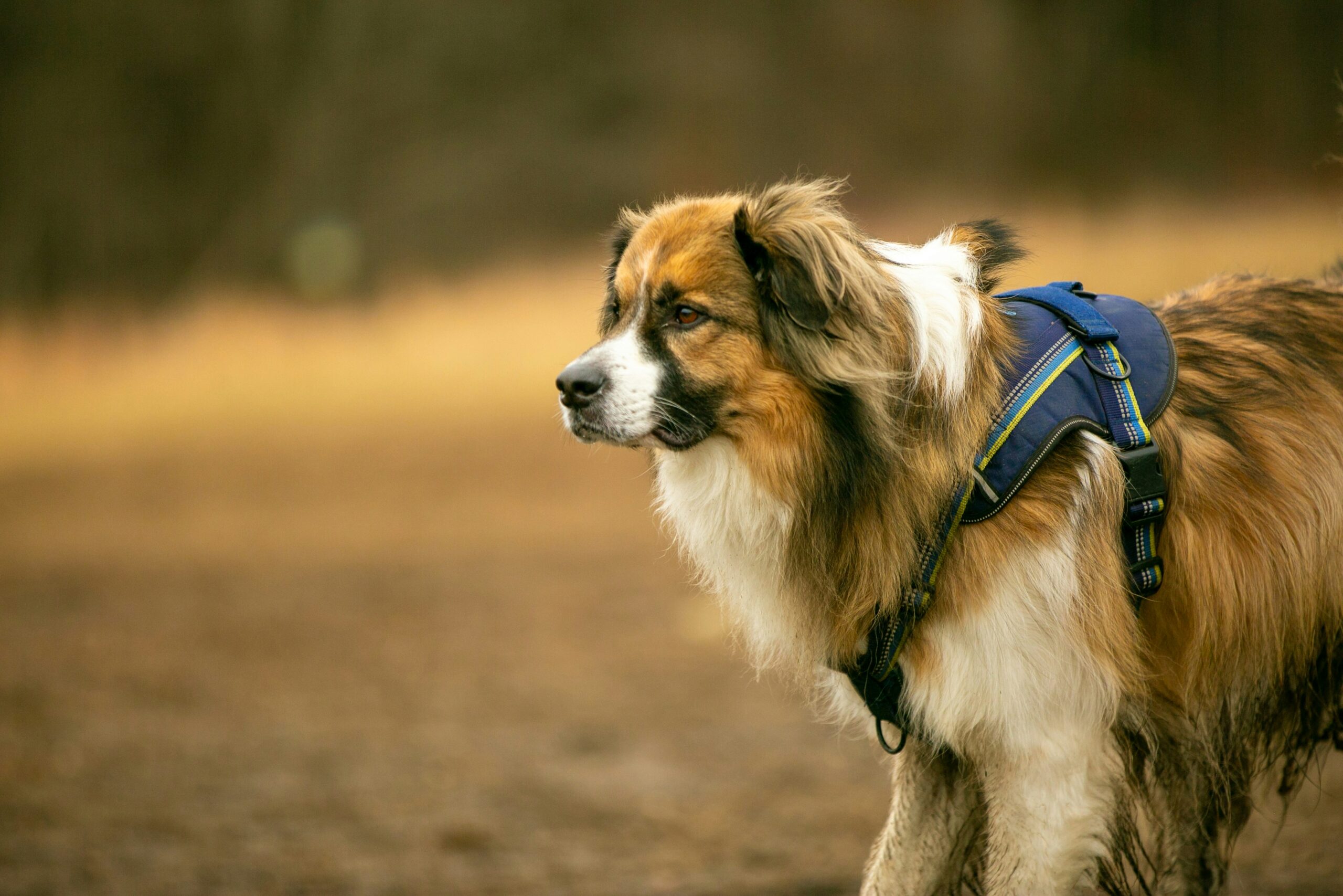 How to Choose Harnesses for Senior Dogs