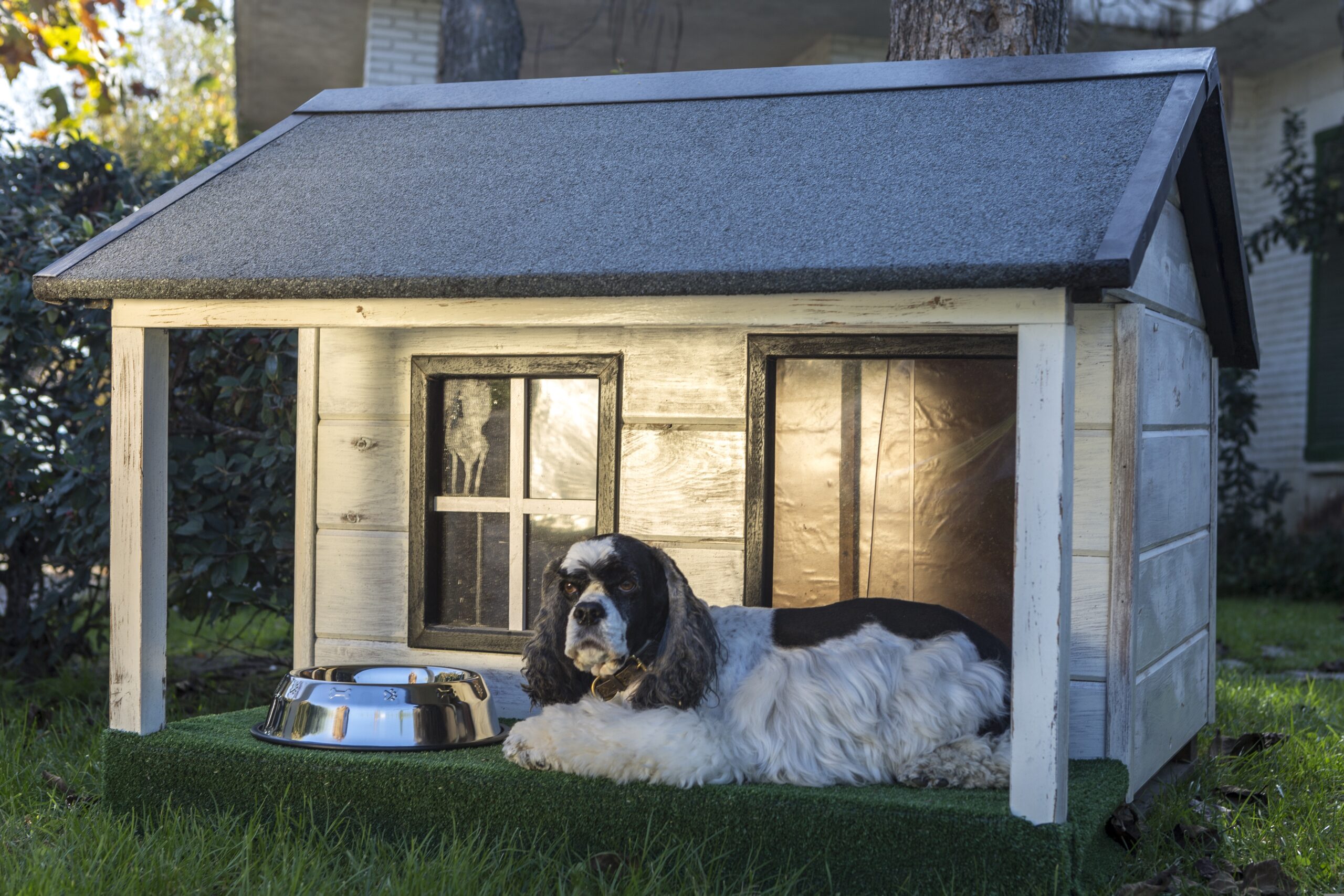How to Choose the Right Orthopedic Bed Size for Your Senior Dog