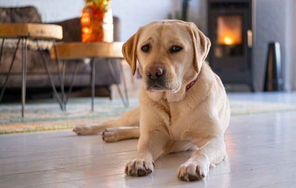 Senior Dog comfortable at home