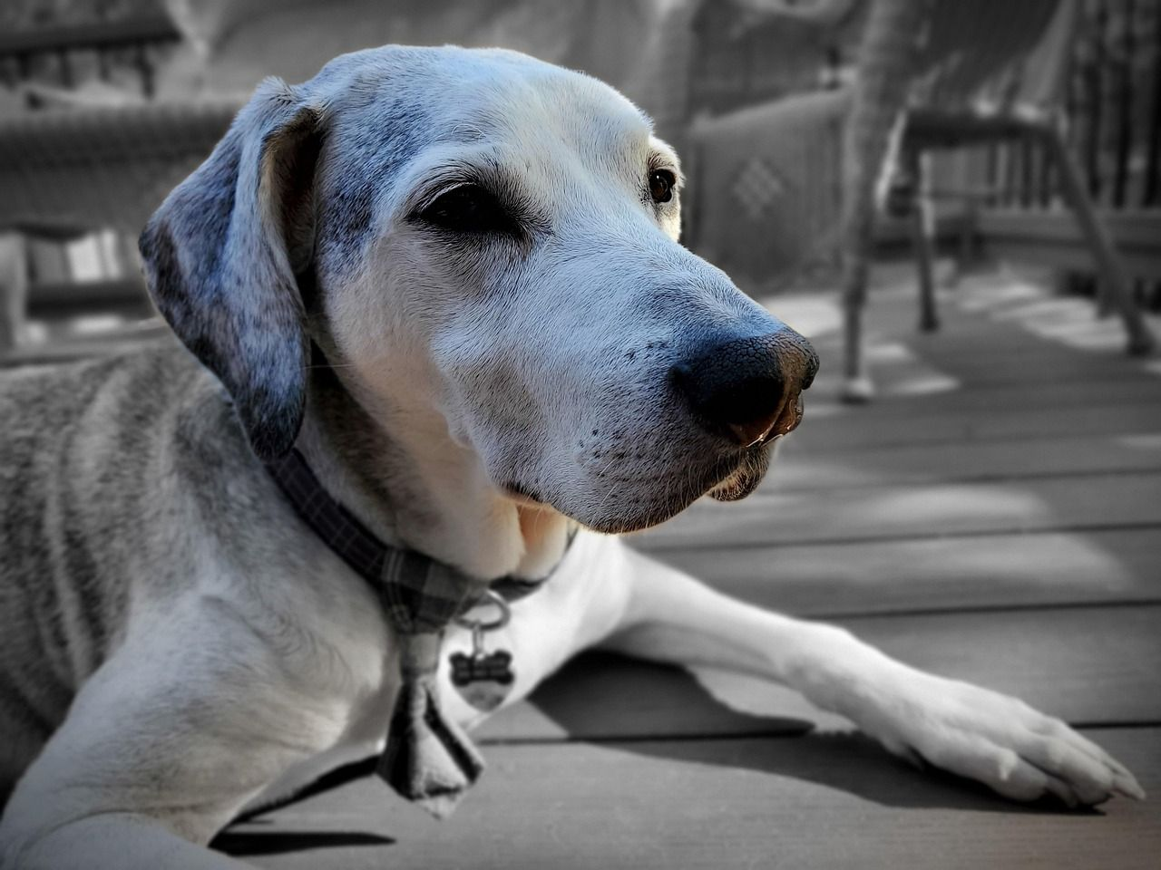 Best Dog Lift Harness for Rear Leg Weakness