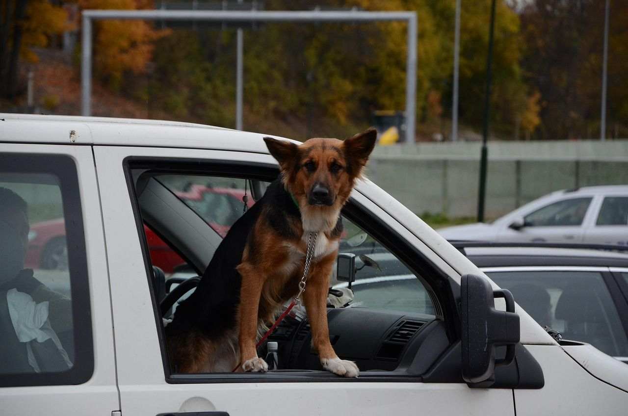 Best Car Ramps for Senior Large Dogs